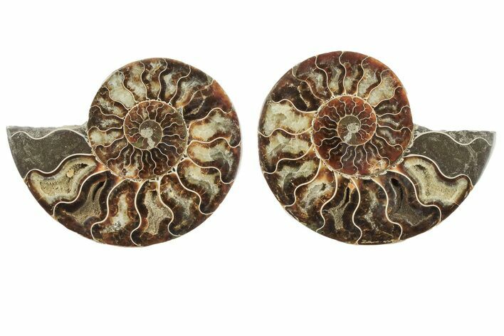 5.4" Cut & Polished, Agatized Ammonite Fossil - Madagascar